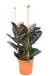 Ficus elastica Abidjan pot &Oslash; 25 cm