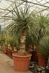 Nolina longifolia - tronc 70-90 cm - hauteur totale 170+ cm - pot 70 ltr [palette]