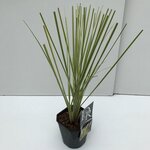 Cortaderia selloana Gold Mini Pampas - hauteur totale 50-60 cm - pot 2 lt