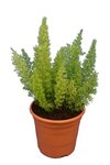 Asparagus meyeri - pot 17 cm