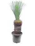 Xanthorrhoea glauca - tronc 40-50 cm [palette]