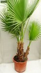 Washingtonia robusta multitrunk - hauteur totale 130-150 cm - pot &Oslash; 40 cm [palette]