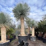 Yucca rostrata