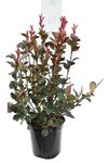 Photinia fraseri Red Robin - hauteur totale 50-70 cm - pot &Oslash; 18 cm