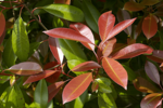 Photinia fraseri Red Robin - hauteur totale 50-70 cm - pot &Oslash; 18 cm