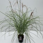 Miscanthus sinensis Red Cloud - pot 5 ltr