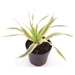 Yucca gloriosa Bright Star