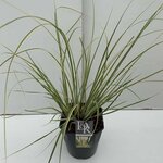 Cortaderia selloana Gold Mini Pampas - pot 5 ltr