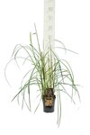 Miscanthus sinensis Pink Cloud - pot 5 ltr