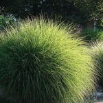 Miscanthus sinensis Gracillimus - pot 10 ltr