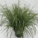 8107 - Miscanthus Little Zebra 10 ltr