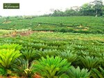 Cycas revoluta - tronc 45-55 cm - hauteur totale 130-160 cm - pot &Oslash; 48 cm [palette]