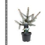 Picea pungens Hoopsii