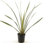 Phormium tenax Variegata