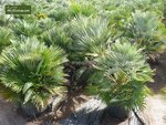 Chamaerops humilis Vulcano - hauteur totale 60-80 cm - pot &Oslash; 24 cm