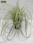 Carex oshimensis Evergold