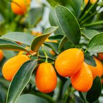 Citrus kumquat - tronc 15-25 cm - hauteur totale 40-50 cm - pot &Oslash; 15 cm