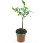 Citrus kumquat - tronc 15-25 cm - hauteur totale 40-50 cm - pot &Oslash; 15 cm