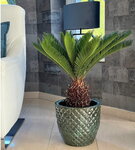 Cycas revoluta - tronc 15-20 cm - hauteur totale 70-90 cm - pot &Oslash; 22 cm