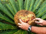 Cycas revoluta - palmvaren