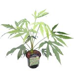 Fatsia polycarpa Green Fingers - hauteur totale 40-60 cm - pot &Oslash; 17 cm