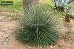 Agave geminiflora