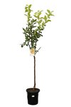 Diospyros kaki - hauteur totale 120-140 cm - pot &Oslash; 28 cm