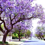 Jacaranda mimosifolia - pot &Oslash; 32 cm [palette]