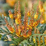 Mahonia Volcano - pot &Oslash; 21 cm