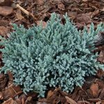 Juniperus squamata Tropical Blue