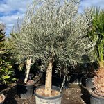 Olea europaea - tronc circonference 50-60 cm [palette]