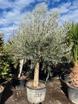 Olea europaea - tronc circonference 50-60 cm [palette]