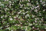 Trachelospermum jasminoides