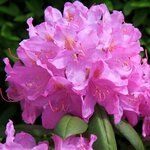 Rhododendron Roseum Elegans