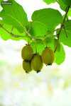 Actinidia deliciosa Jenny