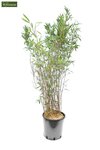 Fargesia Winter Joy - hauteur totale 120-150 cm - pot 10 ltr