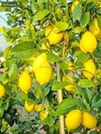 Citrus limon - hauteur totale 150-170 cm - pot &Oslash; 35 cm [pallete]