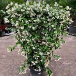 Trachelospermum jasminoides - treillis- pot &Oslash; 40 cm [palette]