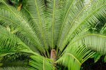 Dioon edule