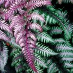 Athyrium niponicum Red Beauty pot 0,7 ltr