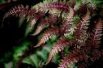 Athyrium niponicum Red Beauty pot 0,7 ltr