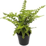 Dryopteris affinis Cristata the King - pot 1,7 ltr