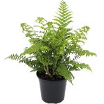 Polystichum Setiferum 1.7 ltr