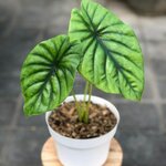 Alocasia clypeolata Green Shield