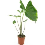 Alocasia Sumo