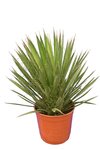 Yucca filifera - hauteur totale 50-70 cm - pot &Oslash; 23 cm