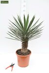 Yucca filifera - hauteur totale 50-70 cm - pot &Oslash; 23 cm