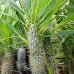 Pachypodium lamerei