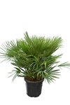 Chamaerops humilis Vulcano - hauteur totale 80-100 cm - pot &Oslash; 40 cm