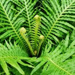 Blechnum gibbum Silver Lady Multitrunk